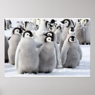 Emperor Penguin Chicks poster