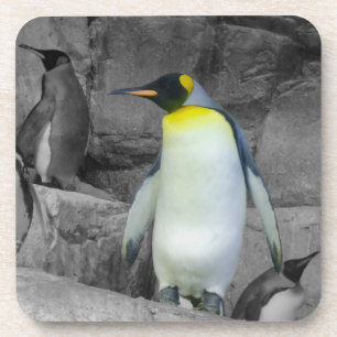 Emperor Penguin Coaster