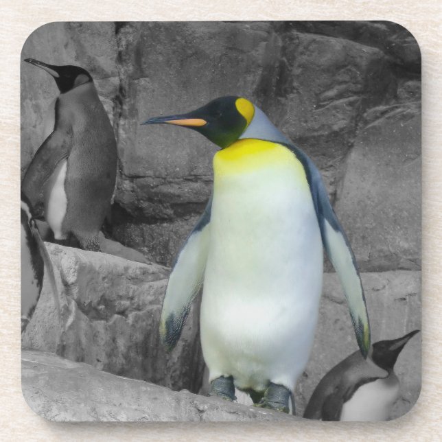 Emperor Penguin Coaster (Front)