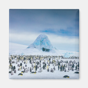 Emperor Penguin Colony Magnet