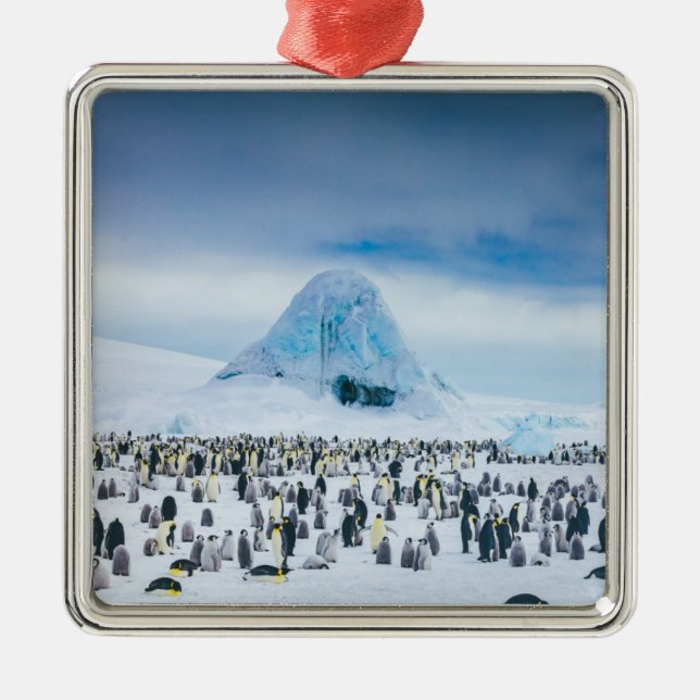 Emperor Penguin Colony Metal Tree Decoration (Front)