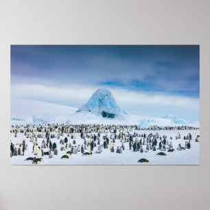 Emperor Penguin Colony Poster