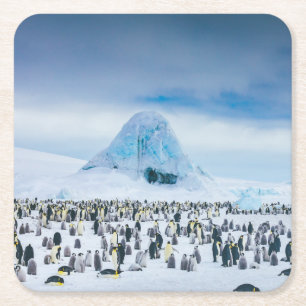 Emperor Penguin Colony Square Paper Coaster