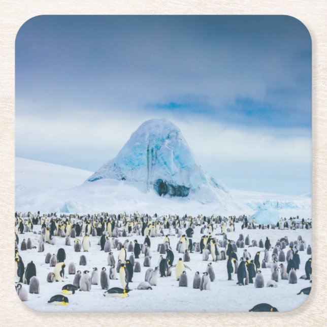 Emperor Penguin Colony Square Paper Coaster (Front)