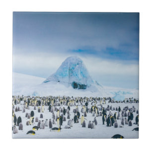 Emperor Penguin Colony Tile