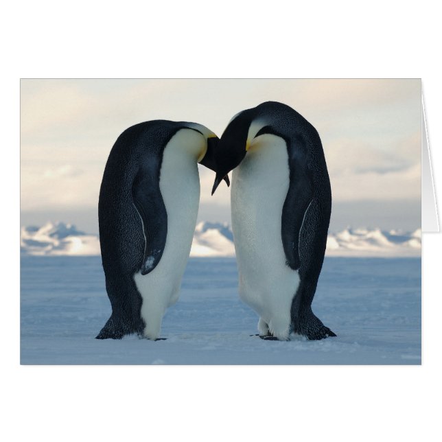 Emperor Penguin Courtship (Front Horizontal)