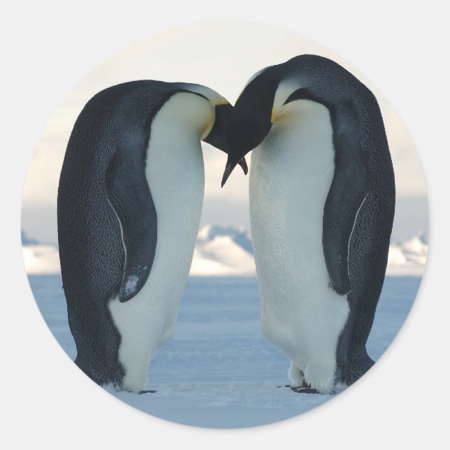 Emperor Penguin Courtship Classic Round Sticker (Front)