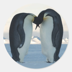 Emperor Penguin Courtship Classic Round Sticker