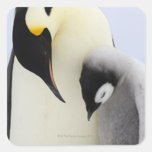 Emperor Penguin looking at chick Square Sticker