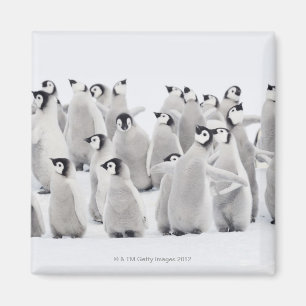 Emperor penguin magnet
