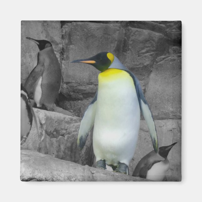 Emperor Penguin Magnet (Front)