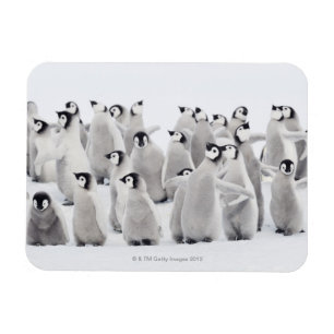 Emperor penguin magnet