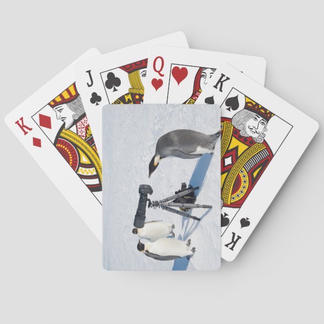 Emperor Penguin Photographer Playing Cards (Back)