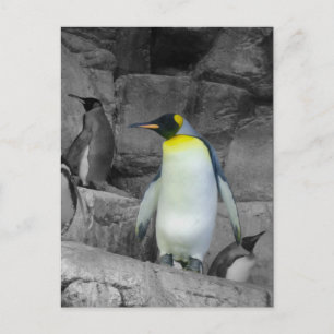 Emperor Penguin Postcard