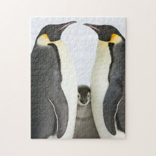 Emperor Penguin Puzzle