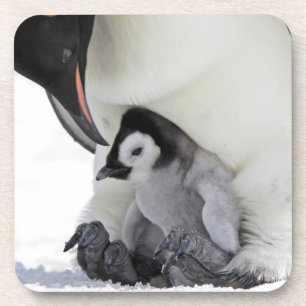 Emperor Penguin Snow Hill Island Coaster