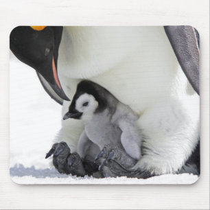 Emperor Penguin Snow Hill Island Mouse Mat
