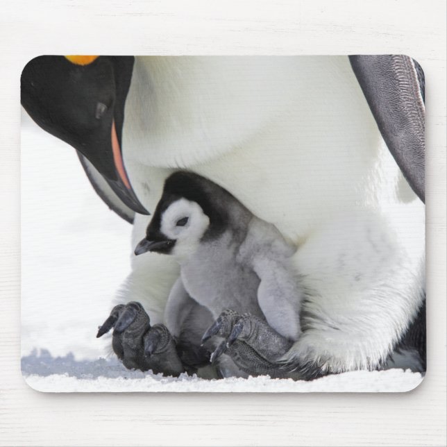 Emperor Penguin | Snow Hill Island Mouse Mat (Front)