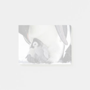 Emperor Penguin   Snow Hill Island Post-it Notes