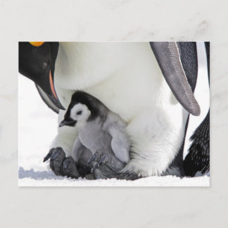 Emperor Penguin | Snow Hill Island Postcard