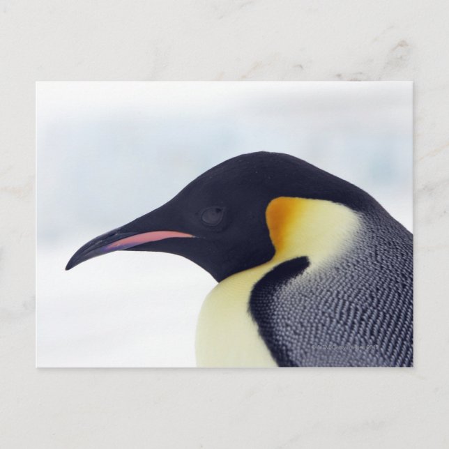 Emperor Penguin, Snow Hill Island Postcard (Front)