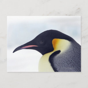 Emperor Penguin, Snow Hill Island Postcard