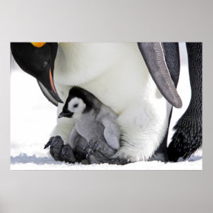 Emperor Penguin   Snow Hill Island Poster