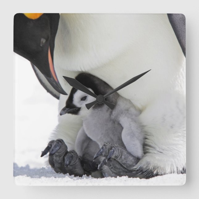 Emperor Penguin | Snow Hill Island Square Wall Clock (Front)
