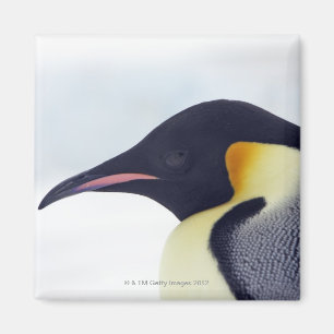 Emperor Penguin, Snow hill island, Weddel Sea Magnet