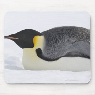 Emperor Penguin, Snow Hill Island, Weddell Sea, Mouse Mat