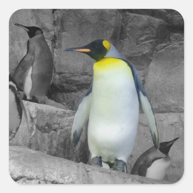 Emperor Penguin Square Sticker (Front)