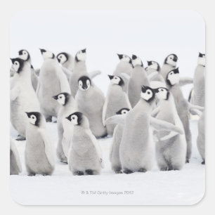 Emperor penguin square sticker