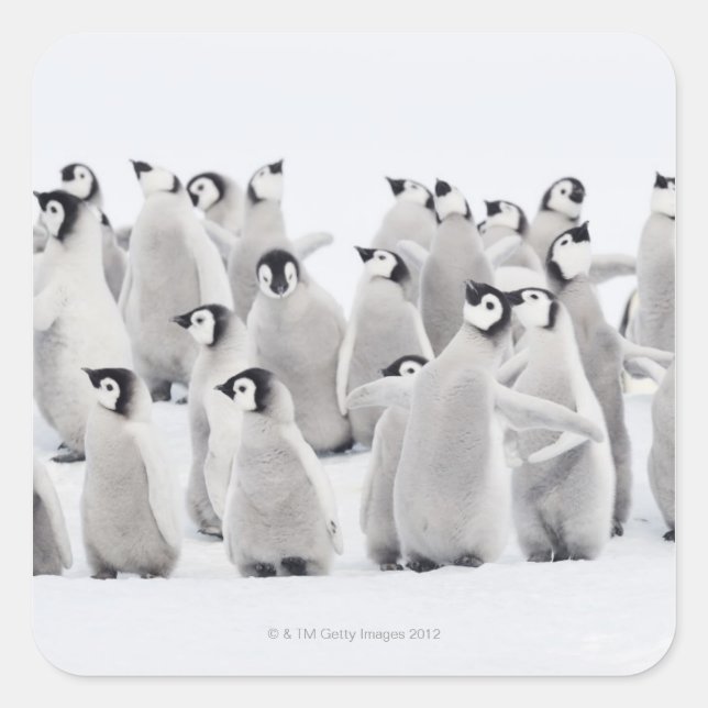 Emperor penguin square sticker (Front)