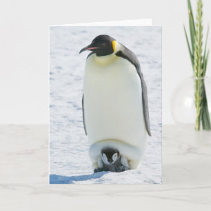 Emperor Penguin with Chick note card