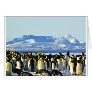 Emperor penguins