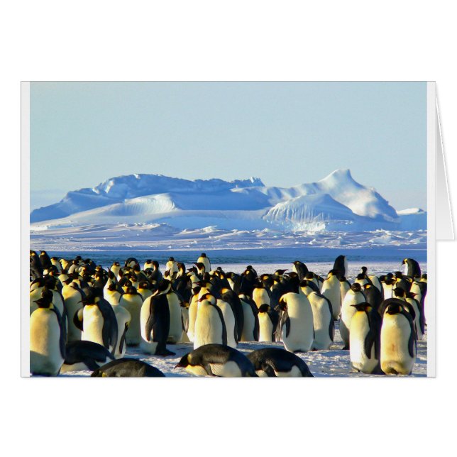 Emperor penguins (Front Horizontal)