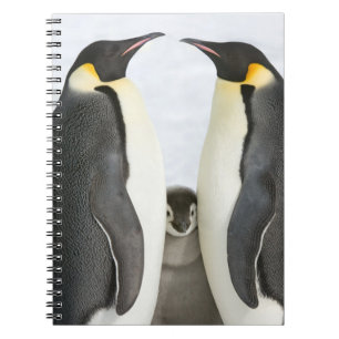 Emperor Penguins and Chick Notebook