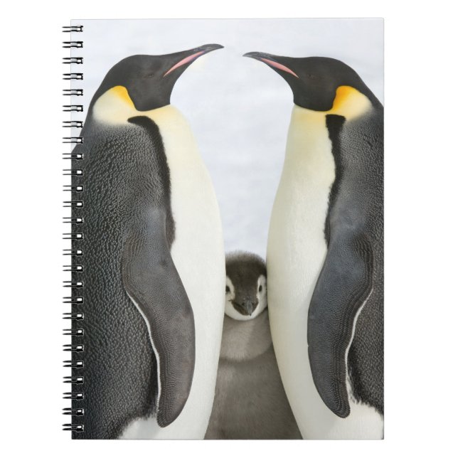Emperor Penguins and Chick Notebook (Front)