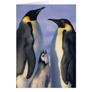 Emperor Penguins (Aptenodytes forsteri) Adults