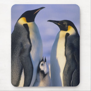 Emperor Penguins (Aptenodytes forsteri) Adults Mouse Mat