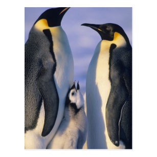 Emperor Penguins and Chick - Snow Hill Island Samsung S10 Case