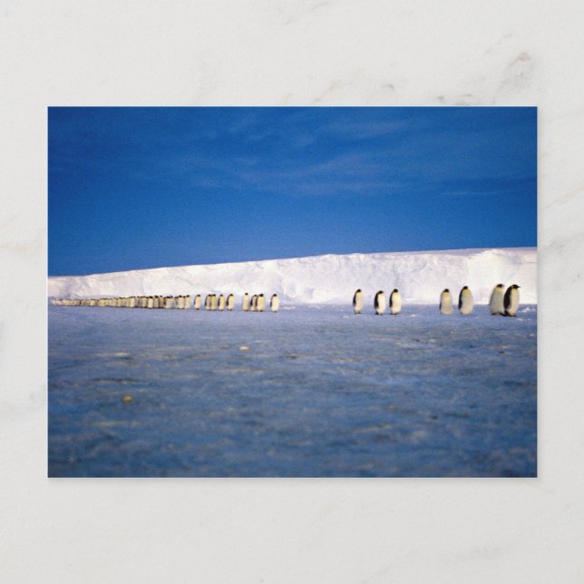 Emperor penguins by moonlight, Antarctica Postcard (Front)