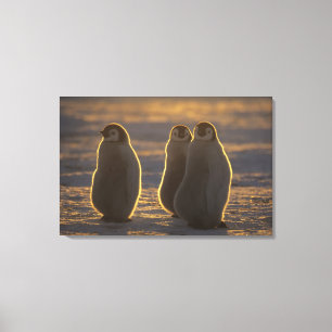Emperor Penguins Canvas Print