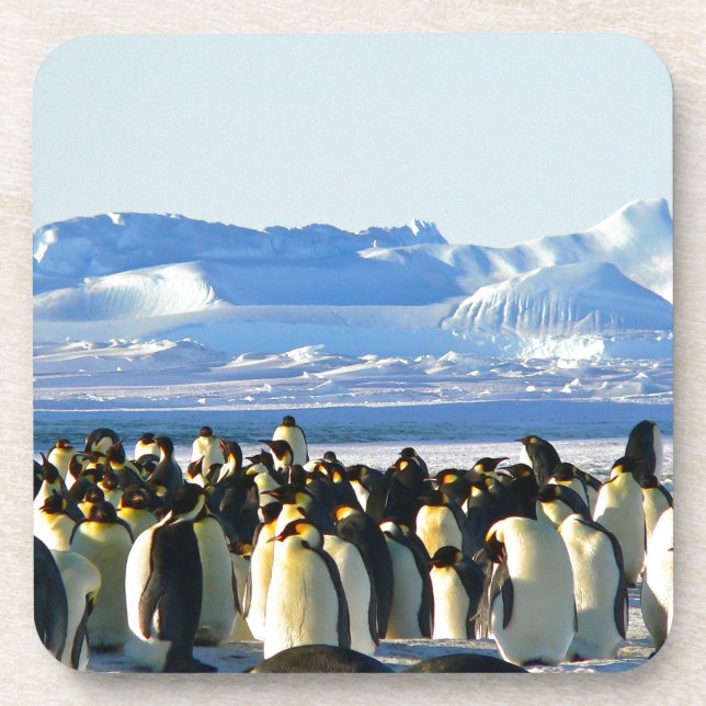 Emperor penguins coaster (Front)