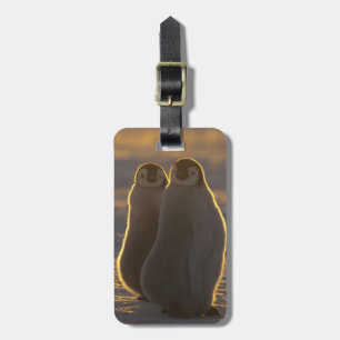 Emperor Penguins Luggage Tag