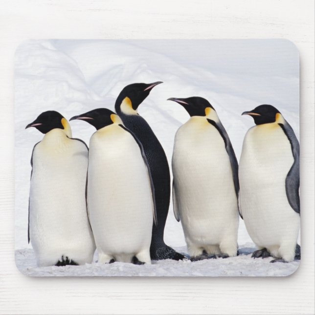 Emperor Penguins Mouse Mat (Front)
