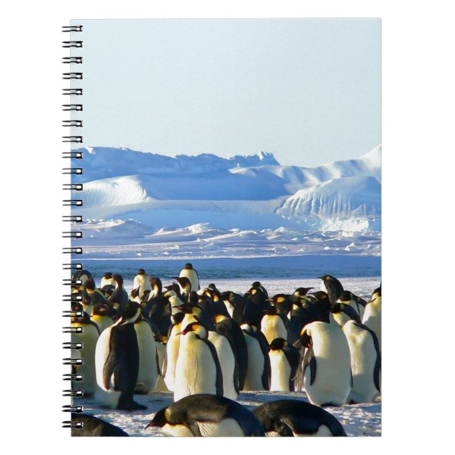 Emperor penguins notebook (Front)