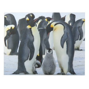 Emperor penguins notepad