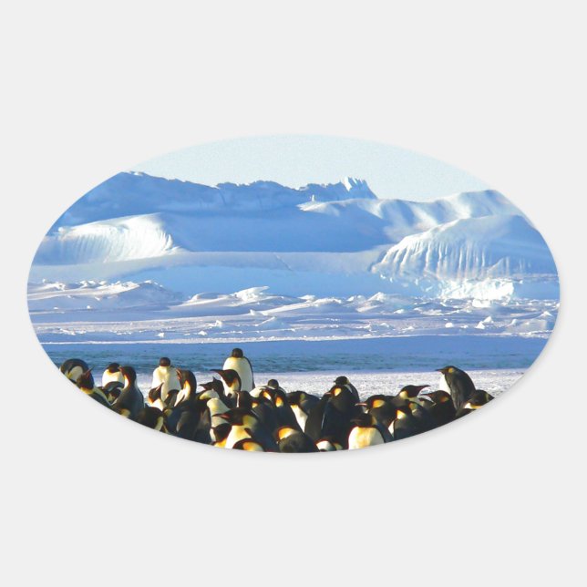 Emperor penguins oval sticker (Front)