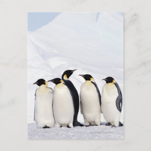 Emperor Penguins Postcard